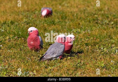 Australian Galahs mangiare semi d'erba,a Melbourne in Australia. Foto Stock