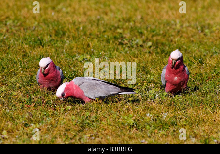 Australian Galahs mangiare semi d'erba,a Melbourne in Australia. Foto Stock