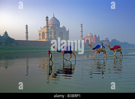 India, Uttar Pradesh, Agra il Taj Mahal, i cammelli di fronte al Taj Mahal attraversando il fiume Yamuna Foto Stock