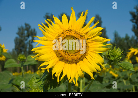Primo piano luminoso rotondo bella fresca giallo girasole Foto Stock