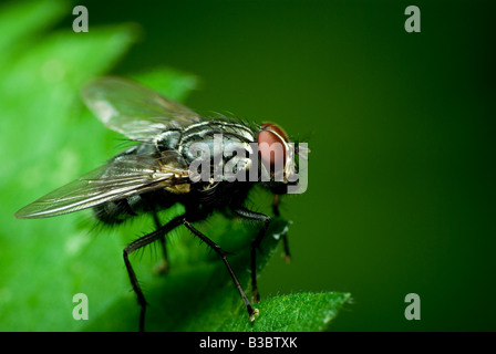 scuro fly Foto Stock