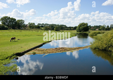 I cavalli giovani su un prigioniero agriturismo vicino a Aylsham, "North Norfolk' UK Foto Stock