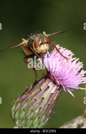 Fly Tachina fera alimentare sulla testa di fiori Foto Stock