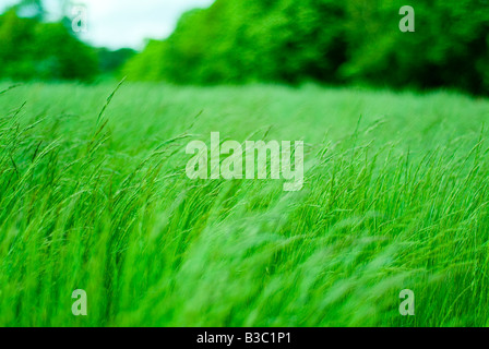 Erba lunga soffiando nel vento Foto Stock