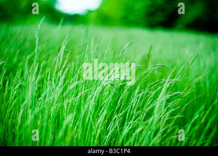 Erba lunga soffiando nel vento Foto Stock