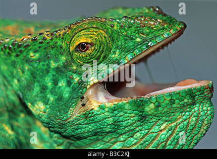 Parson gigante del Camaleonte Calumma parsonii adulto in difesa pongono Africa Madagascar Foto Stock