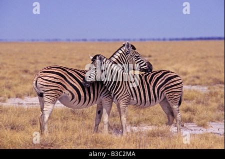 Le pianure zebre (Equus quagga), coppia, Namibia, Africa Foto Stock