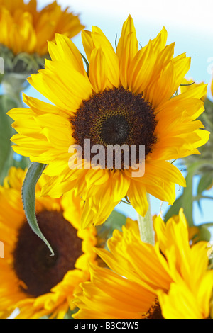 Girasoli Foto Stock