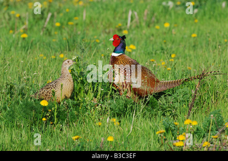 Anello di collo di fagiano Phasianus colchicus coppia Parco Nazionale del lago di Neusiedl Burgenland Austria Foto Stock