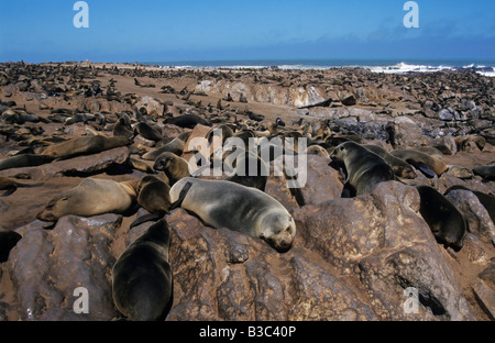 Brown pelliccia sigillo (Arctocephalus pusillus), colonie, Cape Cross, Namibia, Africa Foto Stock