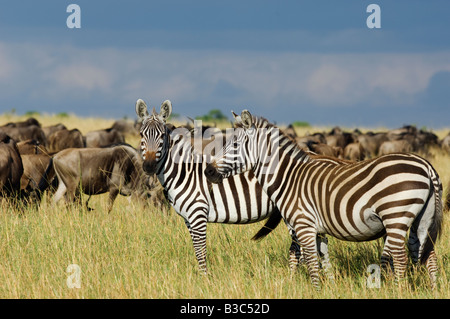 Kenia Masai Mara riserva nazionale. La Burchell zebra e GNU fuori sulle pianure del Masai Mara. Foto Stock