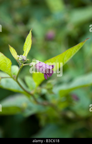 Atropa belladonna Belladonna fiore Foto Stock