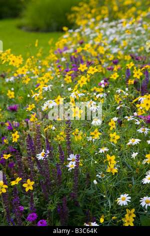 Mescolato piantato confine "canarino Marguerite' e 'Bidens ferulifolia' Foto Stock