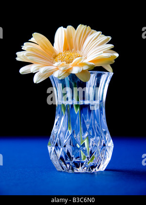 Crema di fiori colorati in un cut-vaso di vetro collocato su un tavolo blu con sfondo nero e illuminato da luce naturale Foto Stock