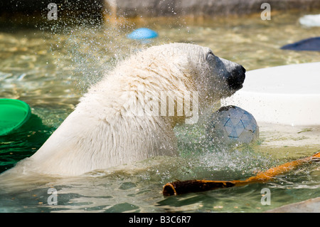 Orso polare agitando l'acqua & giocare con il pallone da calcio. Foto Stock