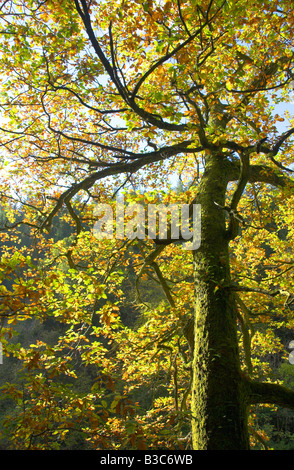 Albero di quercia in autunno Foto Stock
