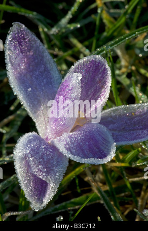 Inghilterra, Dorset, Thorncombe. Forde Abbey costituisce parte del confine tra il Dorset e Somerset Foto Stock