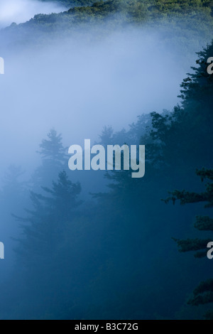 Nebbia sollevamento sul Pine Creek Gorge Grand Canyon della Pennsylvania Foto Stock