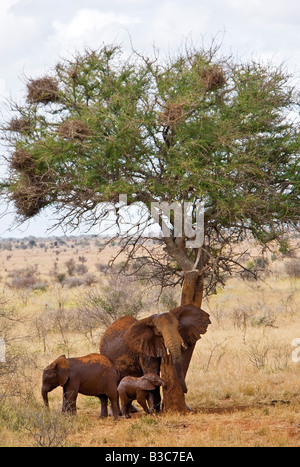 Kenya, Tsavo ovest del Parco Nazionale. Una mucca elefante sfrega contro se stessa sul tronco di un albero in Tsavo ovest del Parco Nazionale mentre la sua prole stand nelle vicinanze. Tinta rossa della loro pelle spessa è il risultato della loro stessi spolvero con il distintivo di terra rossa della zona. Foto Stock