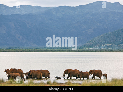 Kenya, Tsavo ovest del Parco Nazionale. Una mandria di elefante africano (Loxodonta africana) bevande e frolics nel lago Jipe con il Pare montagne che dominano il paesaggio. Tinta rossa della loro pelle spessa è il risultato della loro stessi spolvero con il distintivo di terra rossa della zona. Foto Stock