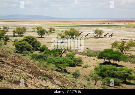 Kenya, Kajiado District, Amboseli National Park. Maasai giraffe si muovono attraverso la campagna aperta in Amboseli National Park. Foto Stock