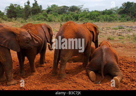 Kenya Nairobi; David Sheldrick Wildlife Trust. Gli elefanti orfani prendere il loro quotidiano polvere bagno a l'Orfanotrofio degli elefanti. Foto Stock