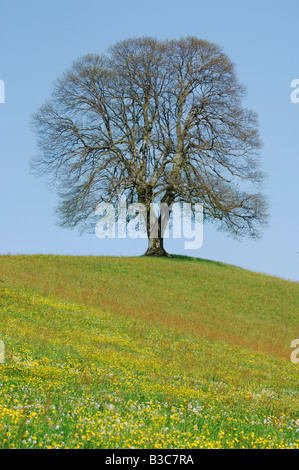 Tiglio (Tilia sp.), albero in primavera, Svizzera Foto Stock