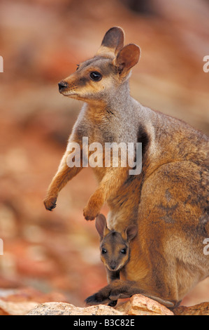 Tammar Wallaby Macropus eugenii femmina con i giovani nella sacca Kangaroo Island in Australia Foto Stock