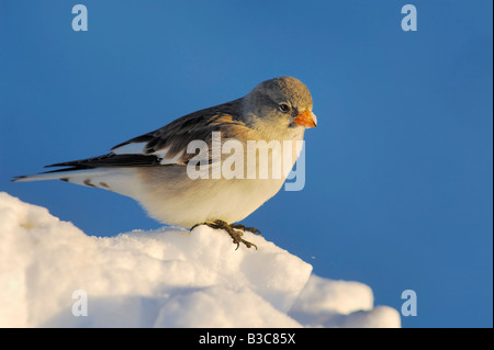 Bianco-winged Snowfinch Montifringilla nivalis adulto sulla neve in Svizzera Foto Stock