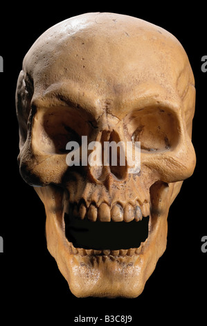 Cranio scheletro di dettaglio Foto Stock