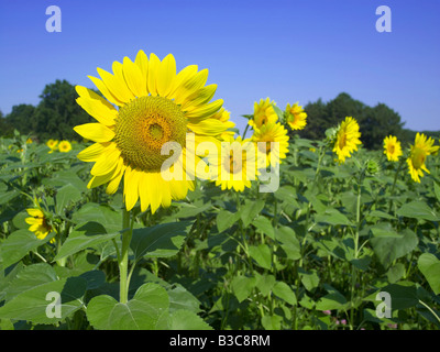 Fiore di girasole dettaglio in campo con molti altri campi di girasoli Foto Stock