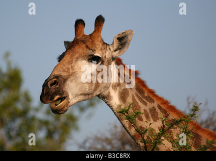 Assaporerete la Giraffa con foglie nella sua bocca. Foto Stock