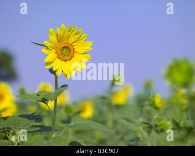 Fiore di girasole dettaglio in campo con molti altri campi di girasoli Foto Stock