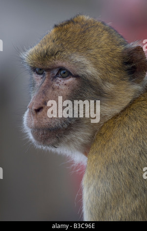 Macachi Gibilterra Foto Stock