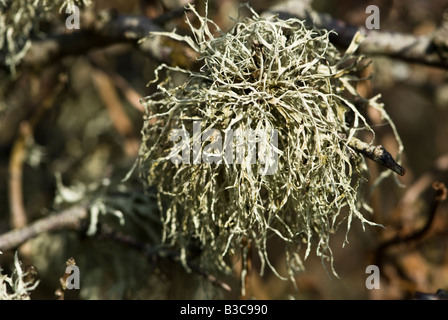 Un foliose lichen (Ramalina sp.) che cresce su un ramo di albero Foto Stock