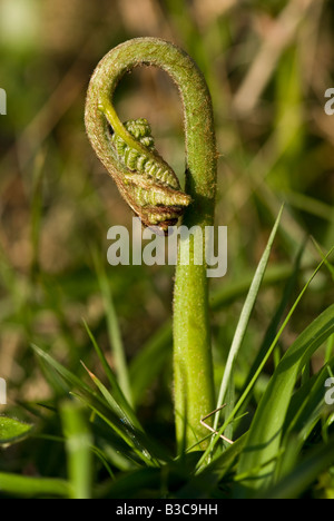 Giovani bracken (Pteridium aquilinum) frond dispiegarsi. Foto Stock