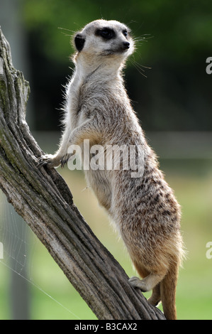 Meerkat di sentinella, mentre il gruppo di foraggi per il cibo, uno meerkat sarà guardia per circa un ora in un momento. Foto Stock