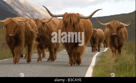 Highland bestiame essendo condotta lungo la strada Elgol, l'Isola di Skye in Scozia Foto Stock