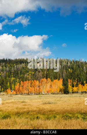 Dixie National Forest colori autunnali nei pressi di Cedar Breaks National Monument Utah Foto Stock
