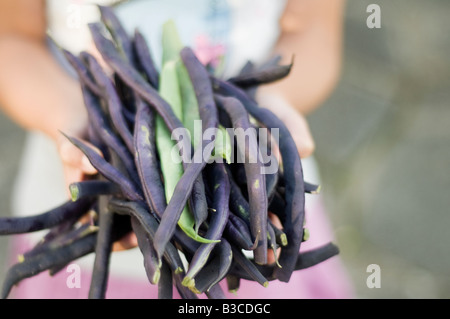 Appena raccolti organici sviluppati internamente i baccelli Foto Stock