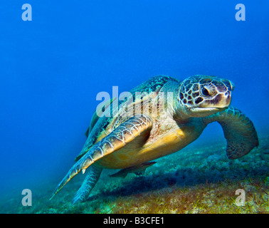 Seaturtle tartarughe caretta nel mare rosso profondo blu sullo sfondo la fauna selvatica e Zanclus cornutus idolo moresco pesci egitto Abu Dabab Foto Stock