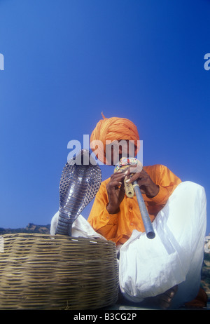 Il serpente incantatore in Ajmer, Rajasthan, India con cobra emergente dal cestello. Foto Stock