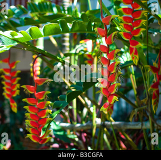 Fiori appendere in Panajachel, Guatemala Foto Stock