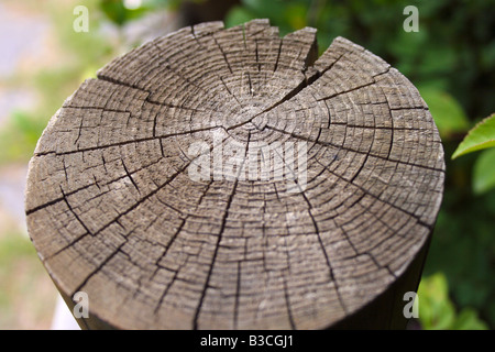 Annuale di anelli concentrici su un ceppo di albero con varie incrinature. Foto Stock