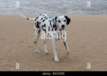 Cani dalmata in esecuzione sulla spiaggia Foto Stock