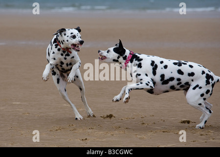 Cani dalmata in esecuzione sulla spiaggia Foto Stock