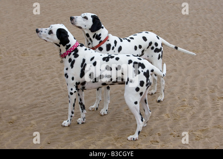 Cani dalmata sulla spiaggia Foto Stock