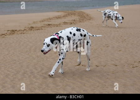 Cani dalmata in esecuzione sulla spiaggia Foto Stock