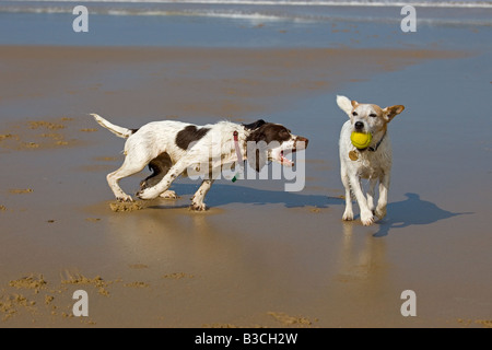 English Springer Spaniel e Jack Russell Terrier corrono sulla spiaggia di Cromer sulla costa nord del Norfolk Foto Stock