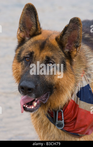 Pastore Tedesco cane sulla spiaggia Foto Stock
